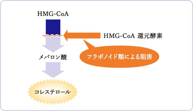HMG-CoA還元酵素の阻害剤
